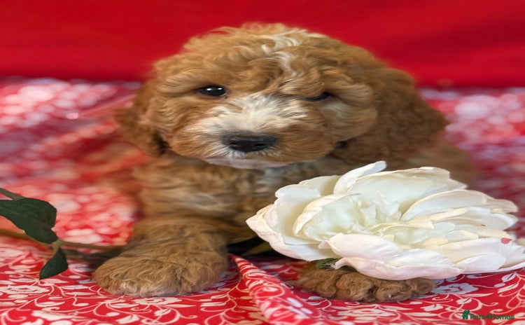 Labradoodle dogs - Advert 1