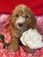 Labradoodle dogs - Advert 1
