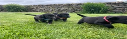 Mixed Breed dogs for sale: Sprollie pups for sale! - Advert 1