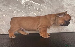 French Bulldog dogs for sale: Champion Sired Fawn / red fawn French bulldogs - Advert 3
