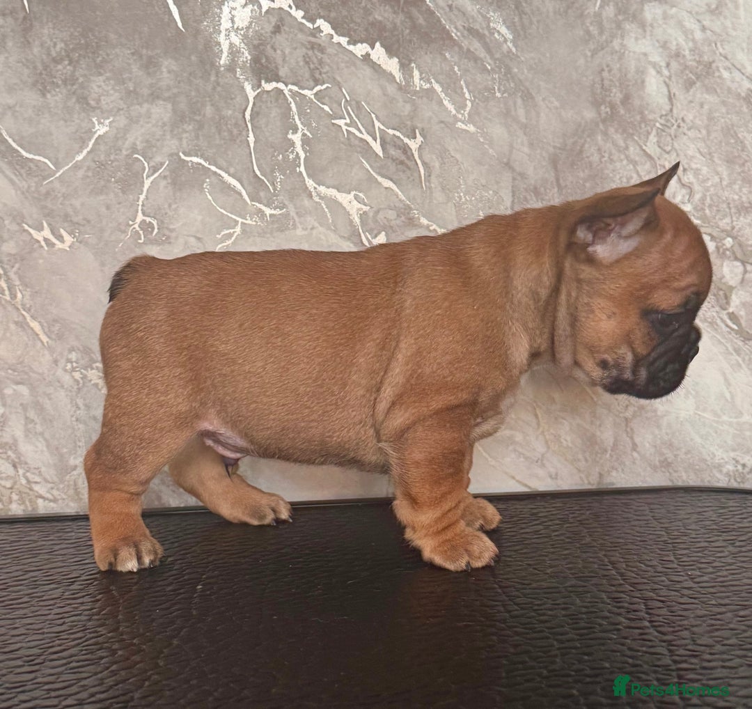 French Bulldog dogs for sale: Champion Sired Fawn / red fawn French bulldogs - Advert 3