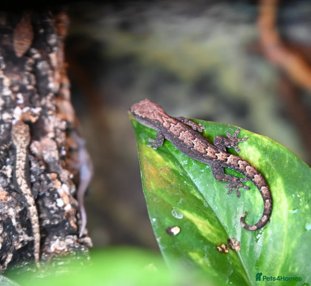 Gecko reptiles for sale: Mourning Geckos  - Advert 5