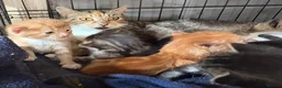 Mixed Breed cats for sale: KITTENS LOOKING FOR HOMES in Malton - Advert 6