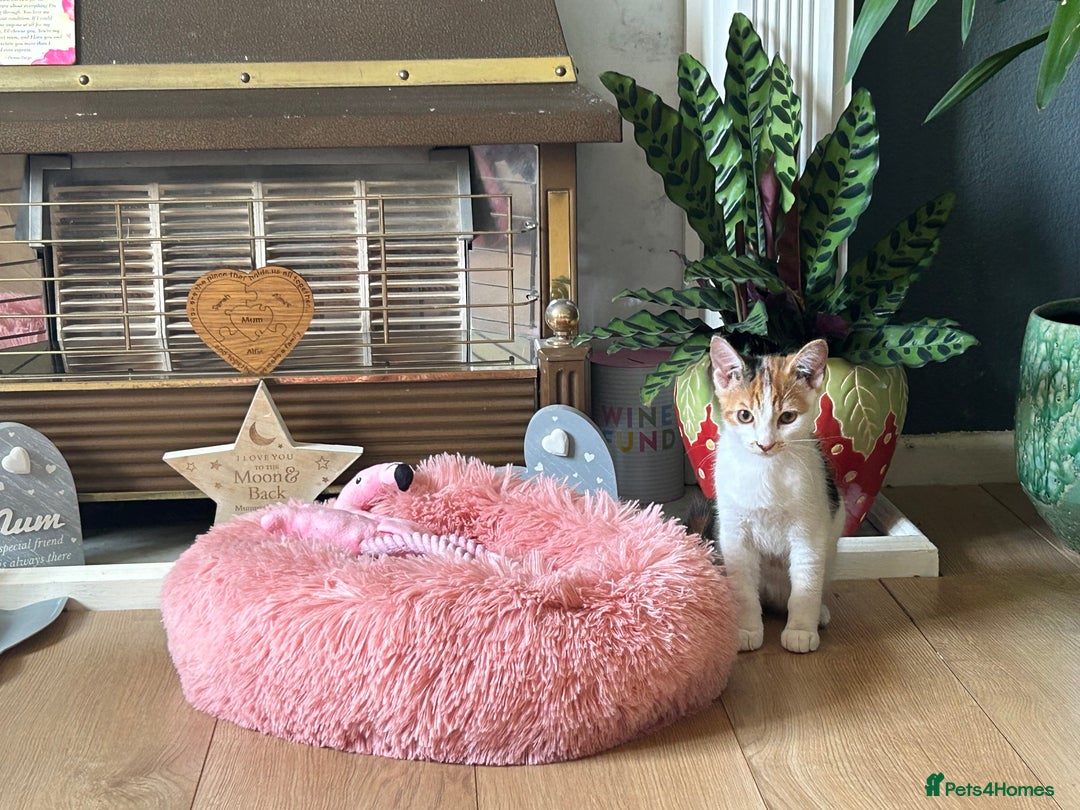 Domestic Shorthair cats for sale: Female Calico - Image 7