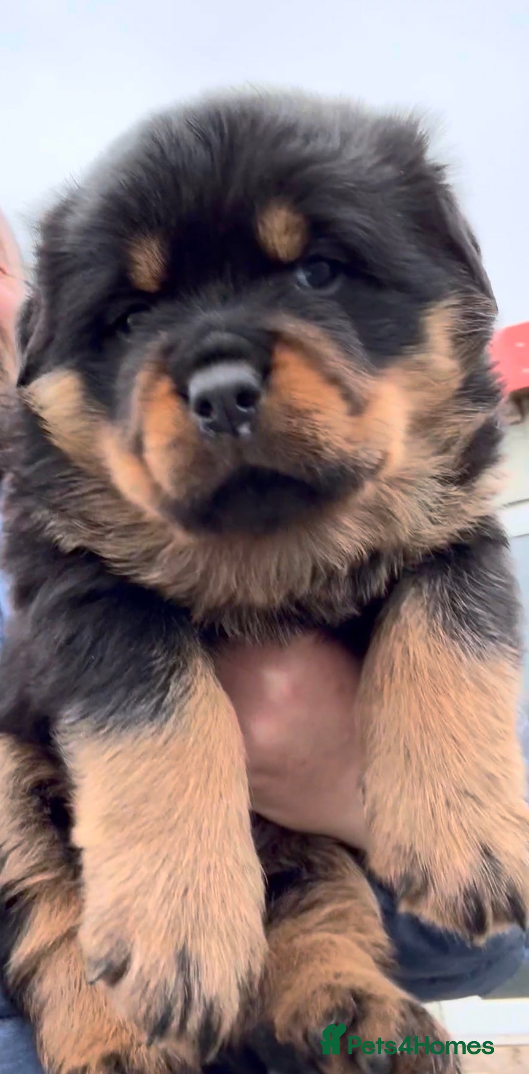 Rottweiler dogs for sale: 5-Generation Kennel Club Rottweiler Puppies  - Advert 14
