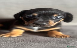 Dachshund dogs for sale: Minature Dachshund - Image 3