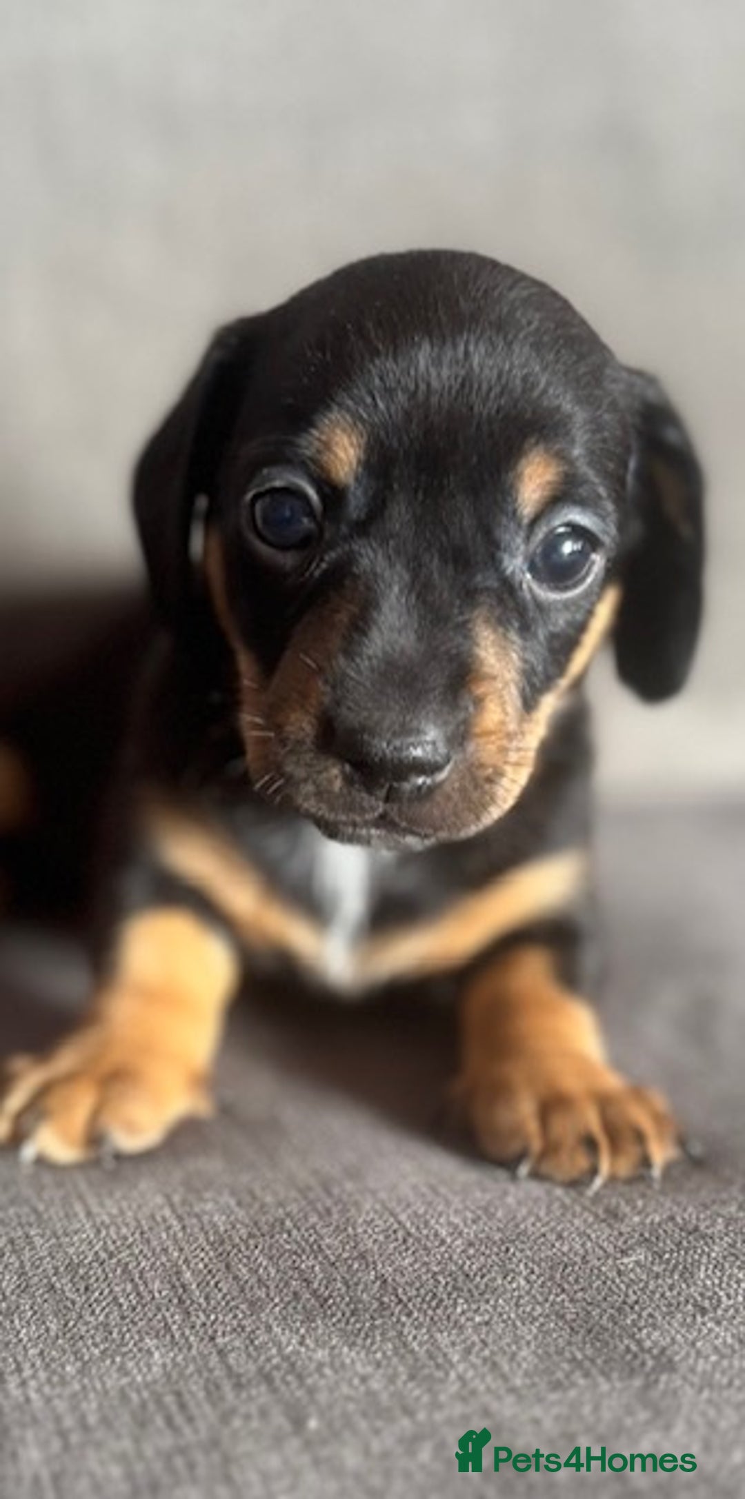 Dachshund dogs for sale: Minature Dachshund - Image 3