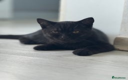 British Shorthair cats for sale: Last charming British shorthairKitten Available - Image 1