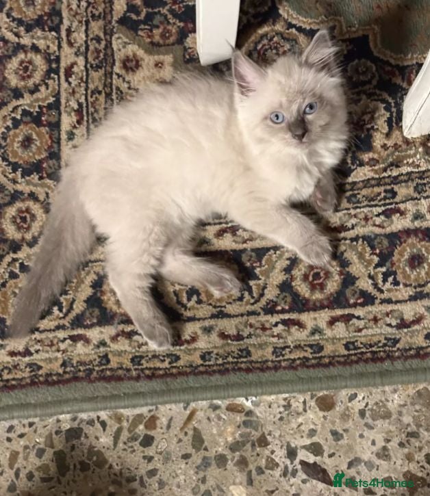 Ragdoll cats  ✨✨Stunning Purebred Kittens Available Now✨✨ - Advert 3