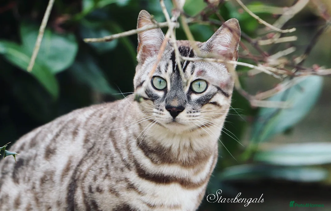 Bengal cats for sale: 🌟pedigree bengal kittens🌟 - Advert 11