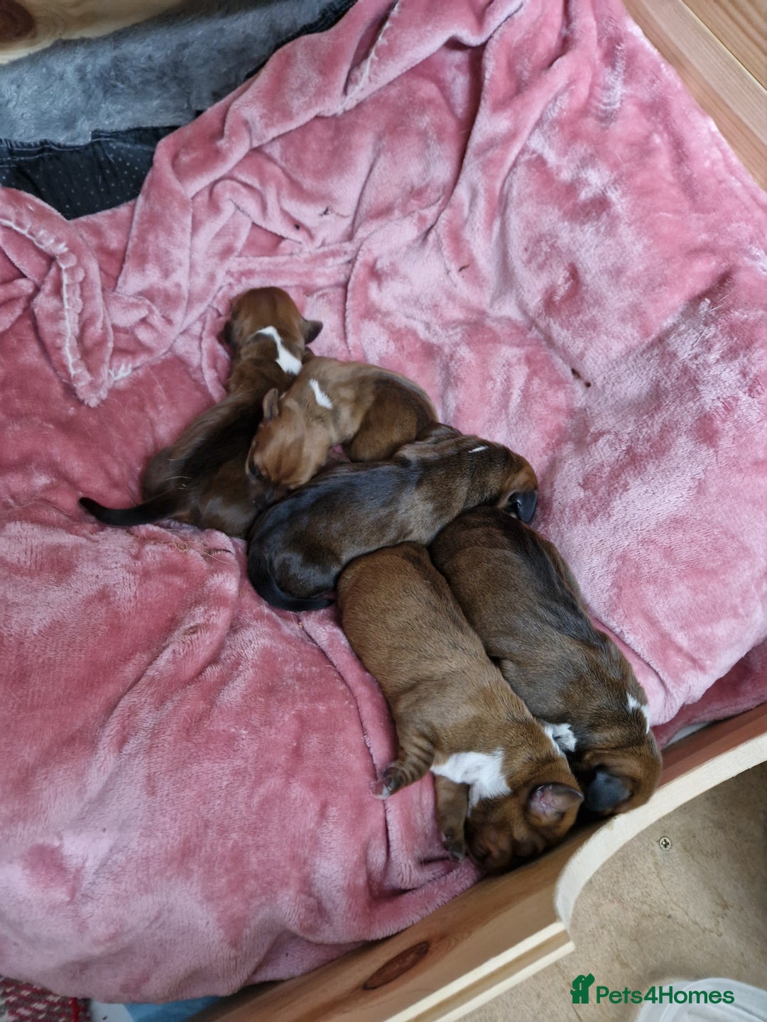 Miniature Dachshund dogs for stud: Miniature Dachshund for stud - Advert 5