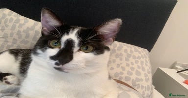 Domestic Shorthair cats in London - Advert 10