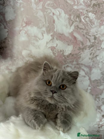 British Shorthair cats - Advert 10