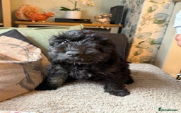 Cockapoo dogs for sale: LOVELY HEALTH TESTED F1 COCKERPOOS - Image 2