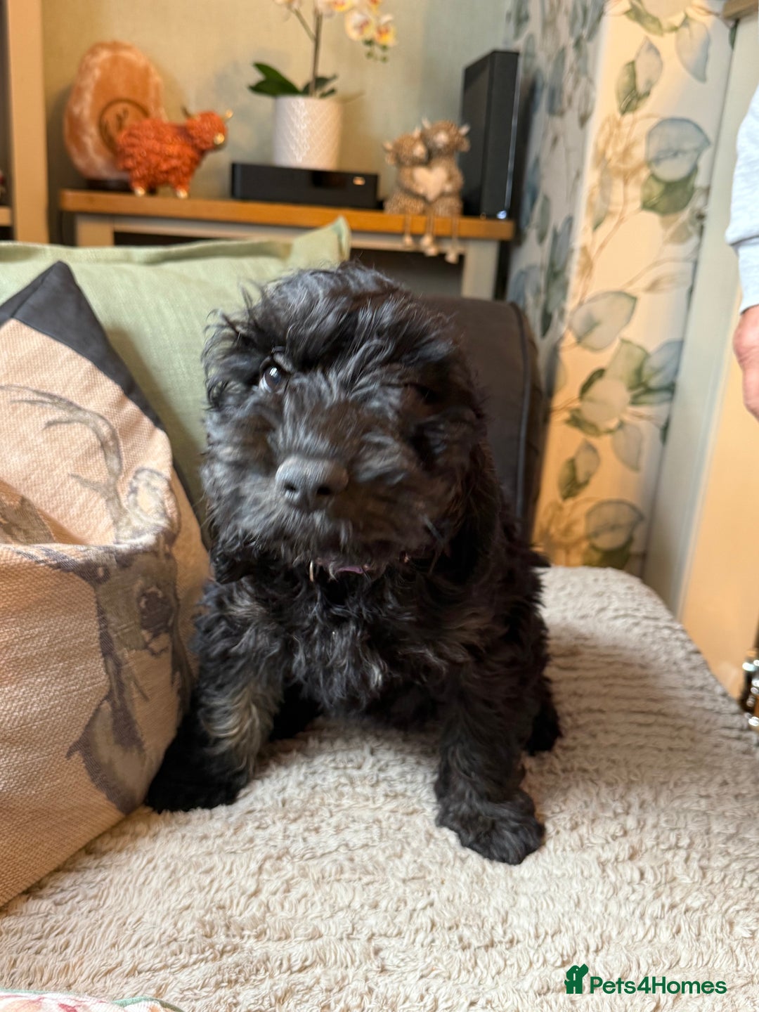Cockapoo dogs for sale: LOVELY HEALTH TESTED F1 COCKERPOOS - Image 2