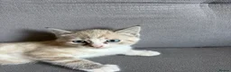 Ragdoll cats for sale: Last lynx ragdoll ready now - Advert 7
