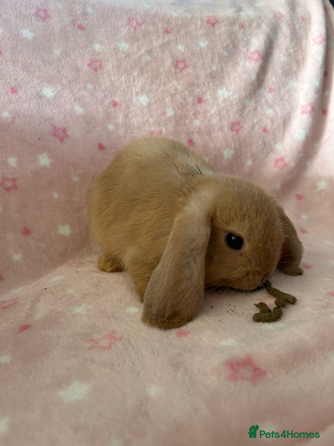 Mini Lop rabbits for sale: Pure Breed Mini Lop baby bunnies ready 1st Aug - Image 21