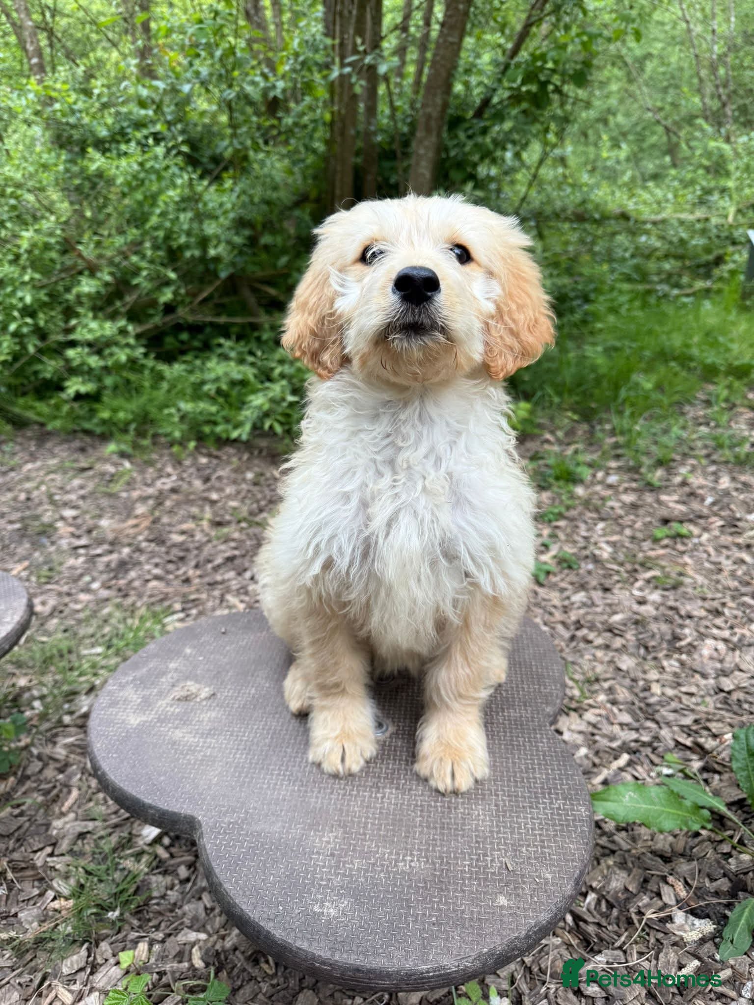 Goldendoodle dogs Beautiful Trained Goldendoodle Puppies! - Advert 1