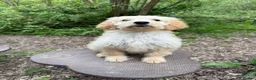 Goldendoodle dogs for sale: Beautiful Trained Goldendoodle Puppies! in Knighton - Advert 1