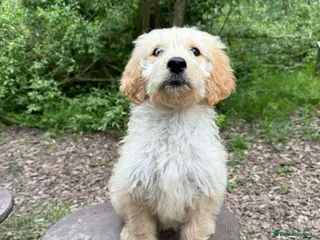 Goldendoodle dogs for sale: Beautiful Trained Goldendoodle Puppies! - Advert 1