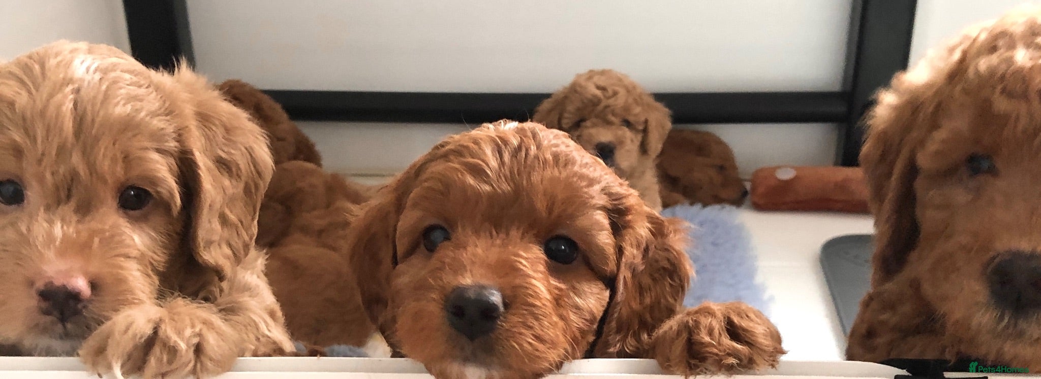 Labradoodle dogs keiras red fox miniature labradoodles  - Advert 1