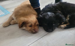 Mixed Breed dogs for sale: Pekingese mix breed puppies  - Advert 18