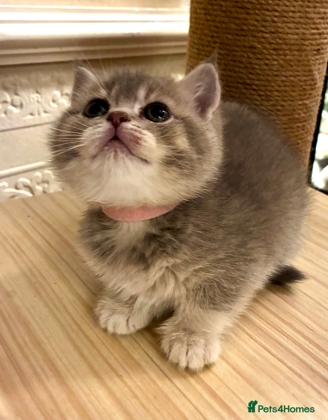 Scottish Fold cats for sale: 5 Scottish Fold Kittens for sale - Advert 23