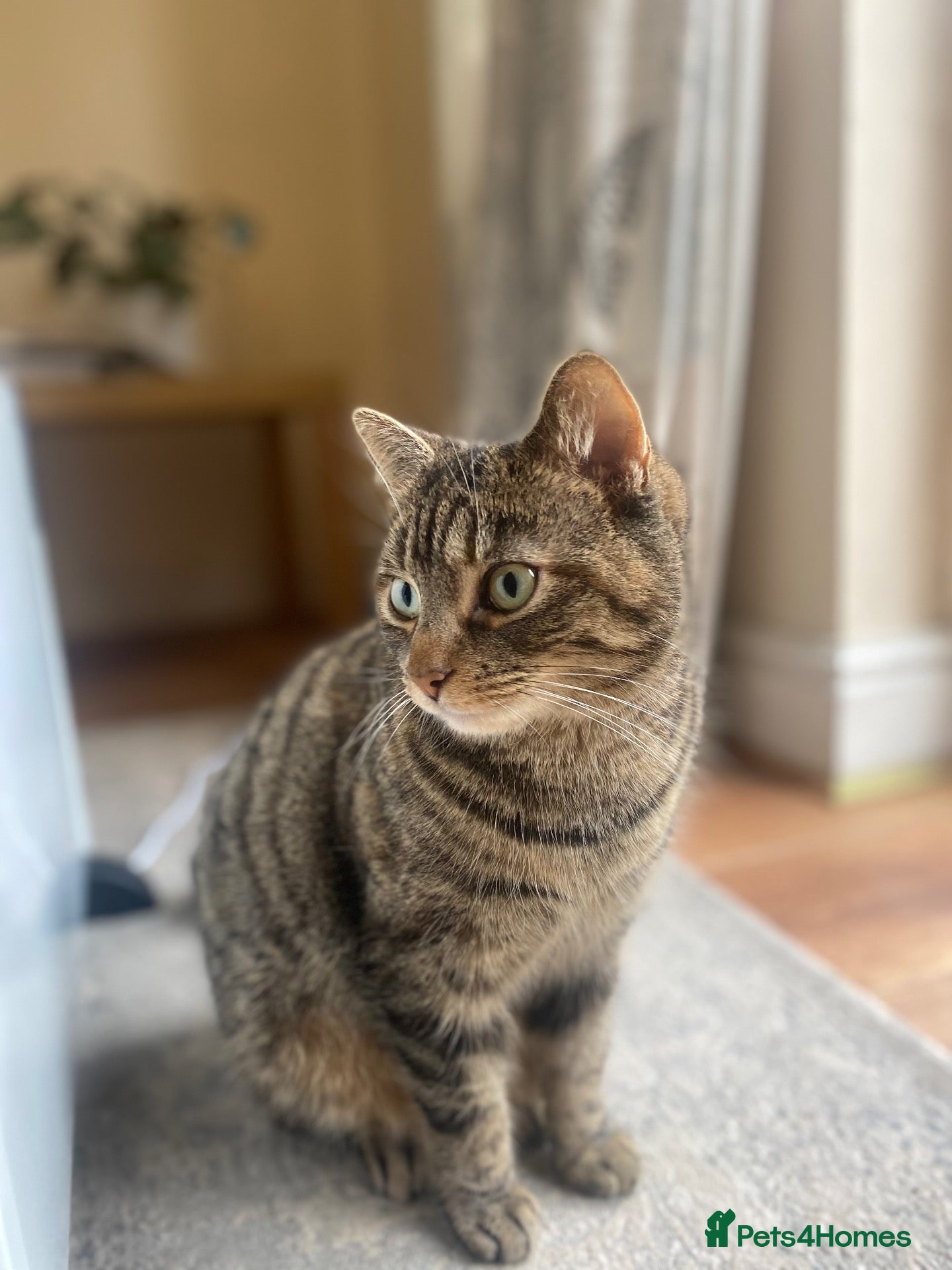 Mixed Breed cats Mixed tabby/bengal - looking for countryside home - Advert 4