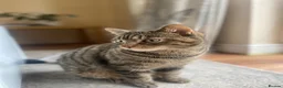 Mixed Breed cats for sale: Mixed tabby/bengal - looking for countryside home - Advert 1