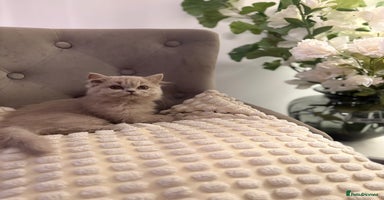 British Shorthair cats Gccf British long hairs £400 Each - Advert 8