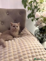British Shorthair cats Gccf British long hairs £400 Each - Advert 6