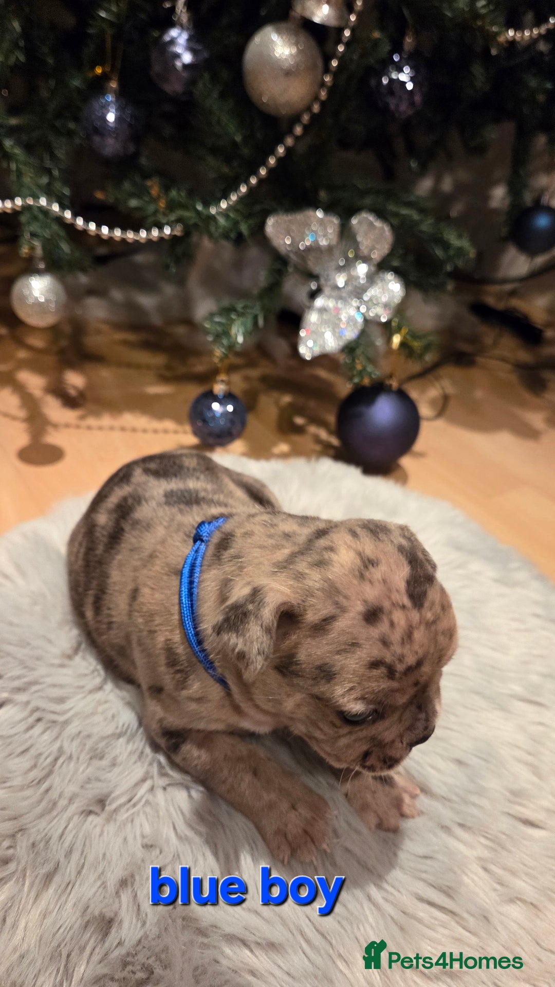 French Bulldog dogs for sale: Adorable French Bulldog puppies  - Advert 16