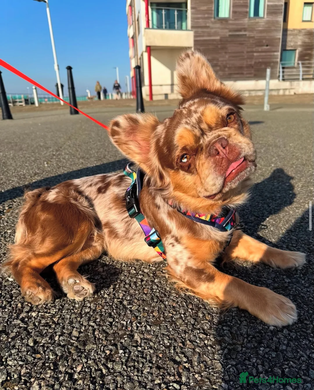French Bulldog dogs for stud: Visual Fluffy New Shade Rojo Tri Merle 🦁🍫🎨  in Bangor - Advert 19