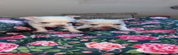 Chihuahua dogs for sale: 5 beautiful chihuahuas  - Advert 2