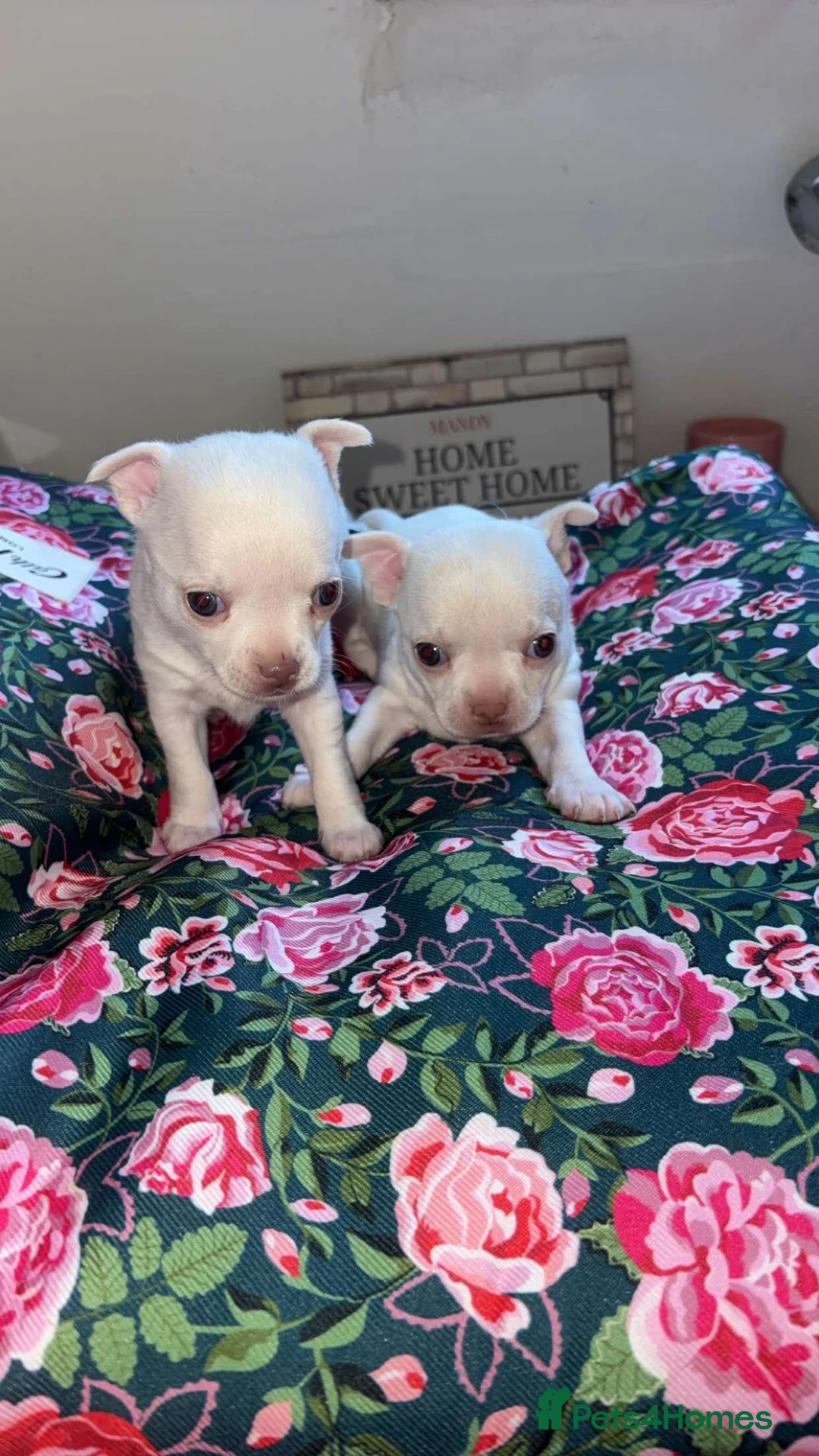 Chihuahua dogs for sale: 5 beautiful chihuahuas  - Advert 2