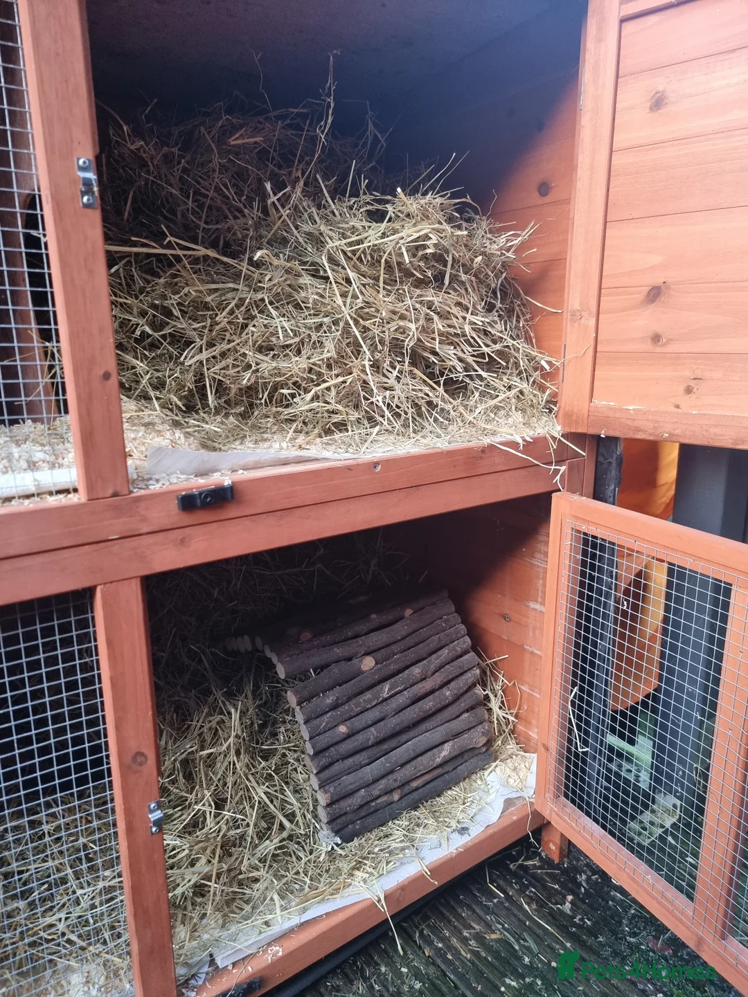 Guinea Pig rodents for sale: 2x male Guinea pigs and hutch - Advert 3