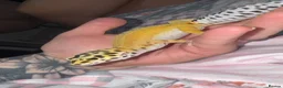 Leopard Gecko reptiles for sale: Female Green & Tangerine Clown - Advert 3