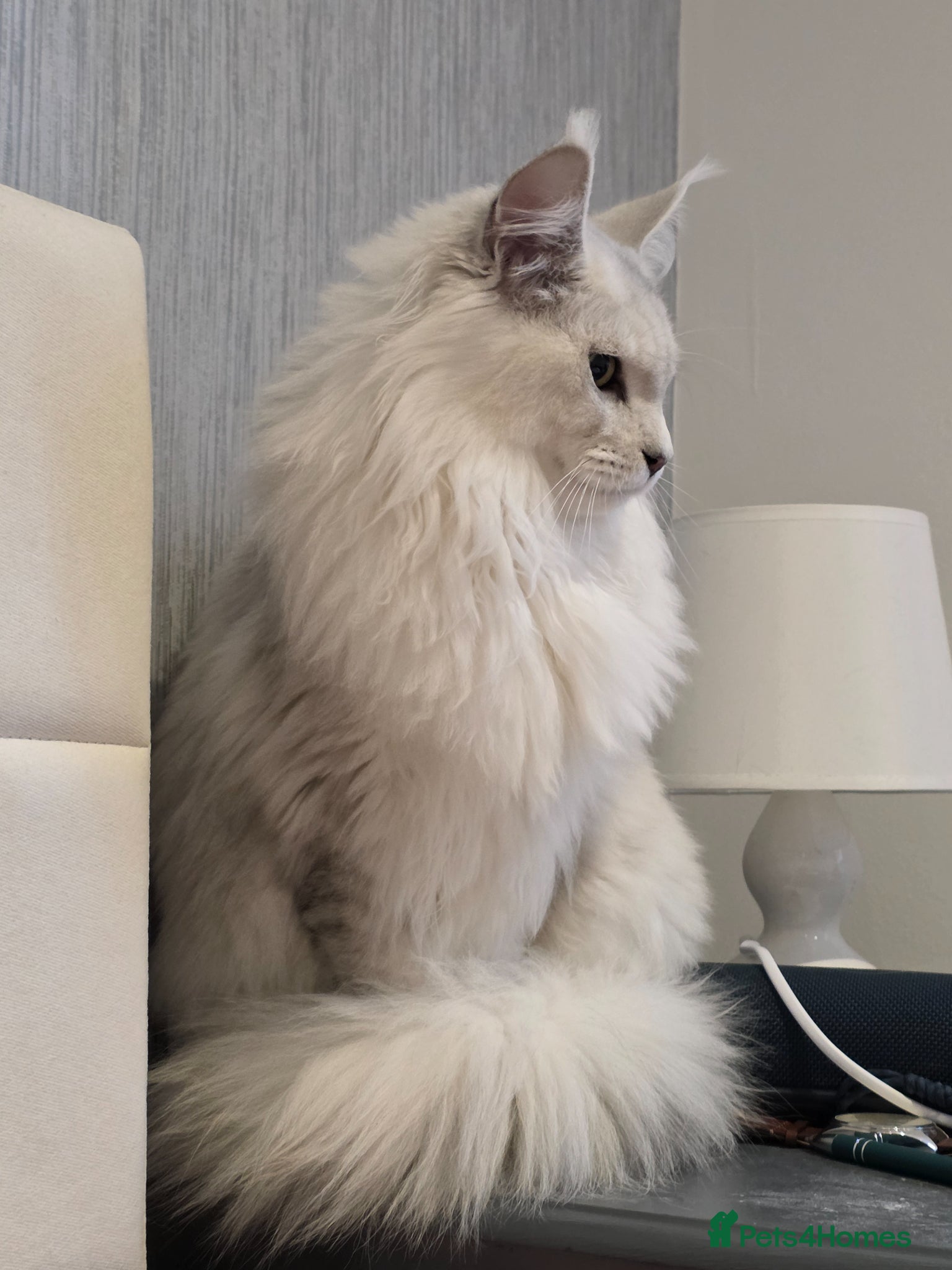 Maine Coon cats Sir Aslan Silver Shaded Stud  - Advert 1