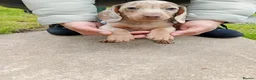 Miniature Dachshund dogs for sale: Beautiful Liter of Miniature Dachshund Puppies - Advert 9