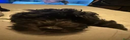 Cavapoo dogs for sale: Puppy rehoming - Advert 6