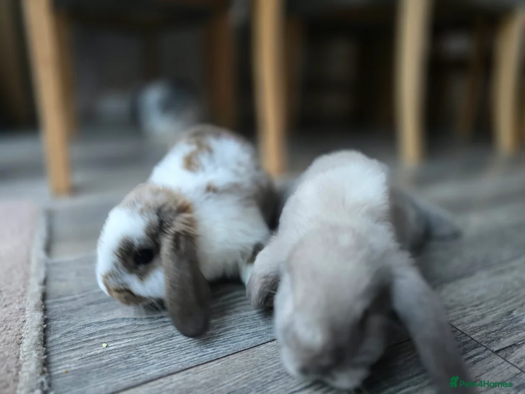 Mini Lop rabbits for sale: Mini lops  - Advert 4