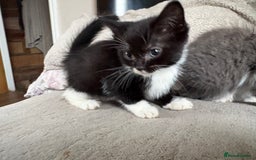 Mixed Breed cats for sale: Kittens for sale  - Advert 5
