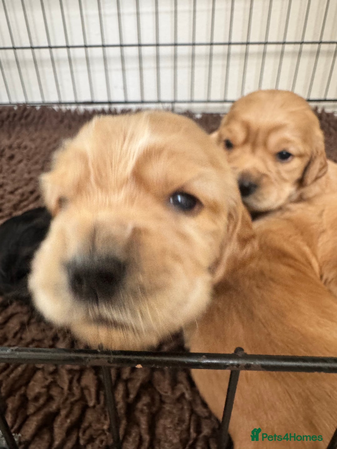 Sprocker dogs for sale: Cocker spaniel pups  - Image 1
