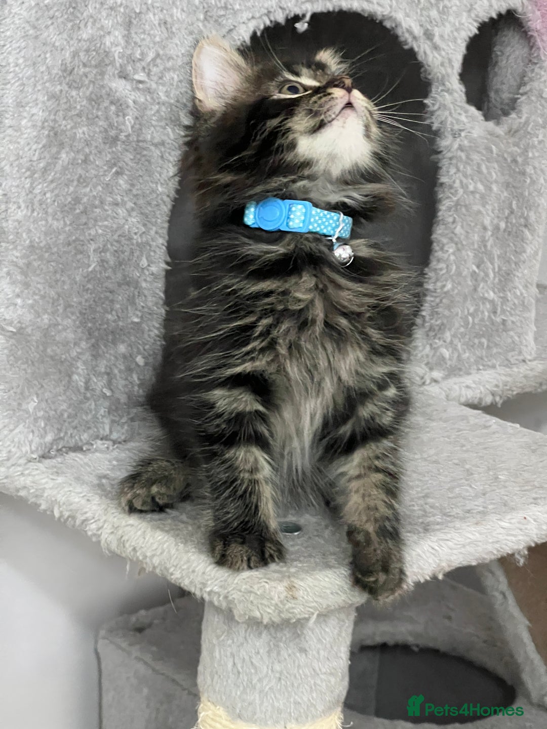 Mixed Breed cats for sale: Ready Now 2male and 1female Left - Advert 21