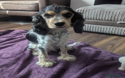 Sprocker dogs for sale: 5 sprocker puppies for sale - Image 17