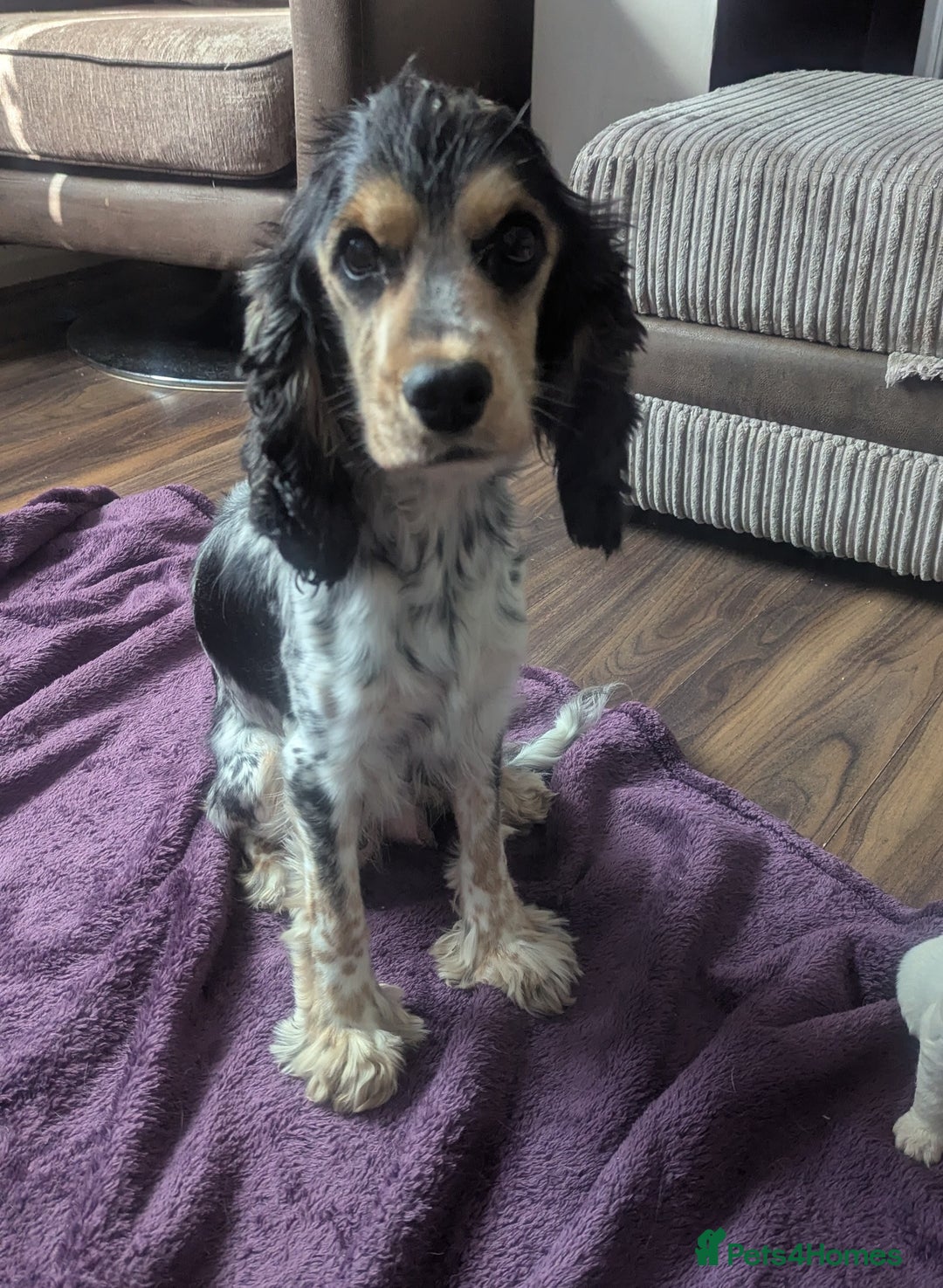 Sprocker dogs for sale: 5 sprocker puppies for sale - Image 17