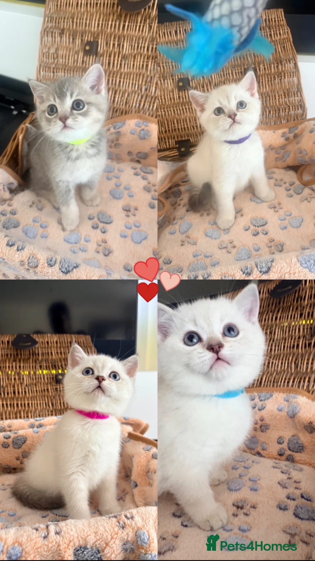 British Shorthair cats for sale: Cuteness overload♥️ British shorthair/chinchillas  - Advert 1