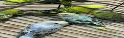 Budgerigars birds for sale: Budgies  - Advert 11