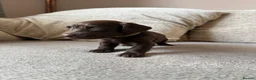 Mixed Breed dogs for sale: Doxiepoo pups  - Advert 22