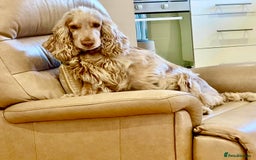 Cocker Spaniel dogs for sale: 4⭐️Licensed KC Reg English Show Cocker Spaniel - Image 32